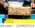 Beekeeper's hands remove a wooden frame with honeycomb from the hive. Honey gathering. 124802514