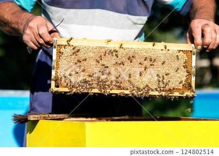 Beekeeper's hands remove a wooden frame with honeycomb from the hive. Honey gathering. Beekeeper's hands remove a wooden frame with honeycomb from the hive. Honey gathering. 124802514
