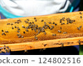 Close up of bees on honeycomb in apiary - selective focus, copy space. 124802516