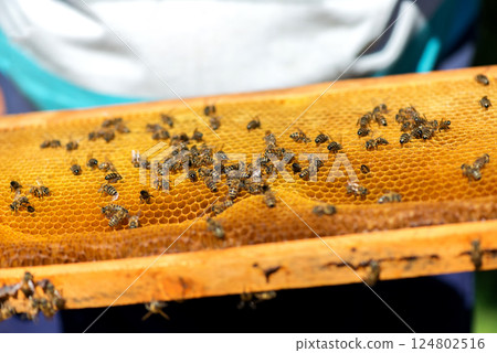 Close up of bees on honeycomb in apiary - selective focus, copy space. 124802516