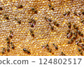 Close up of bees on honeycomb in apiary - selective focus, copy space. 124802517