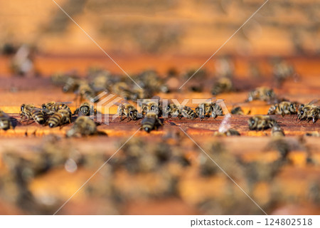 Close up of bees on honeycomb in apiary - selective focus, copy space. Close up of bees on honeycomb in apiary - selective focus, copy space. 124802518