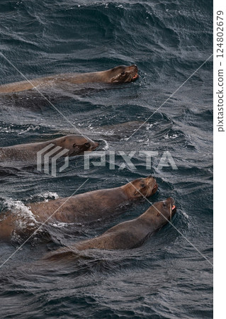 Sea lion 146 (Hokkaido) 124802679
