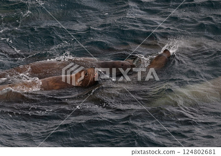 Sea lion 148 (Hokkaido) Sea lion 148 (Hokkaido) 124802681