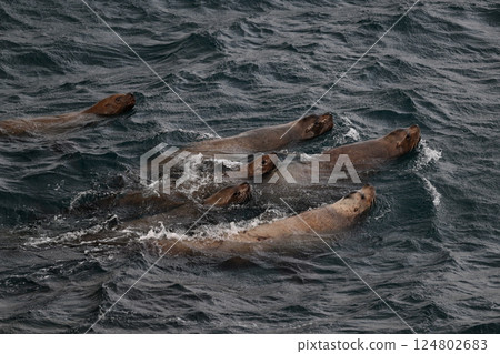 海獅150（北海道） 124802683