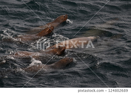 海獅156(北海道) 海獅156(北海道) 124802689