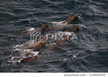 Sea lion 159 (Hokkaido) 124802693