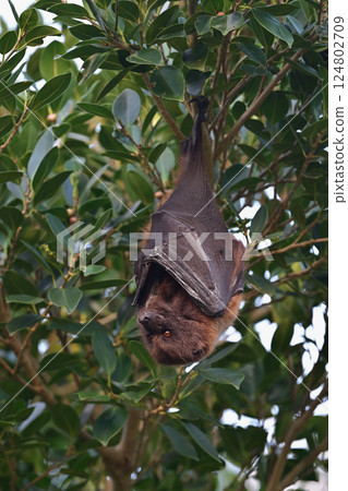 Yaeyama flying fox ② (Okinawa Prefecture) 124802709