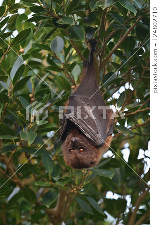 八重山狐蝠③（沖繩縣） 124802710