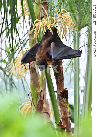 八重山狐蝠④（沖繩縣） 124802711