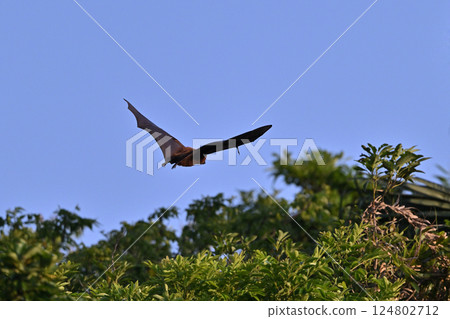 Yaeyama flying fox ⑤ (Okinawa Prefecture) 124802712
