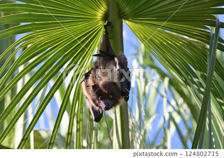 Yaeyama flying fox ⑧ (Okinawa Prefecture) 124802715