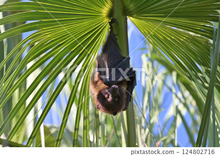 Yaeyama flying fox ⑨ (Okinawa Prefecture) 124802716