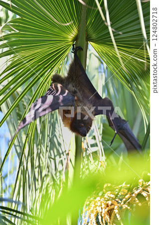 Yaeyama flying fox ⑪ (Okinawa Prefecture) Yaeyama flying fox ⑪ (Okinawa Prefecture) 124802718