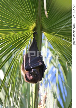 Yaeyama flying fox ⑬ (Okinawa Prefecture) 124802725