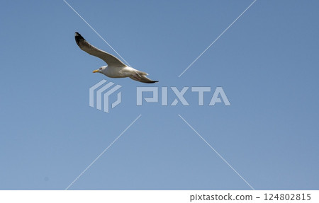 White bird flying blue sky 124802815