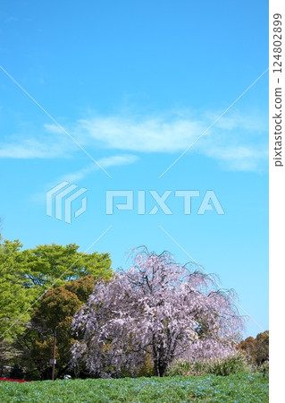 Scenery of blue sky and weeping cherry blossoms 124802899
