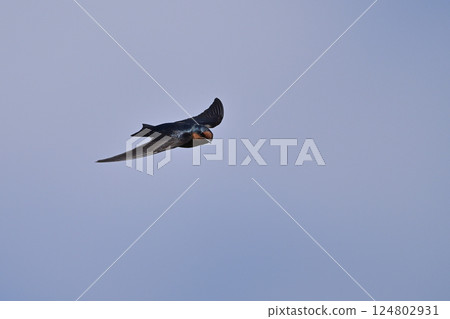 Ryukyu swallow① (Okinawa Prefecture) Ryukyu swallow① (Okinawa Prefecture) 124802931