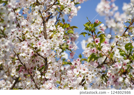 Wild mountain cherry 124802986