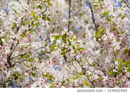 Wild mountain cherry Wild mountain cherry 124802989
