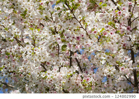 Wild mountain cherry Wild mountain cherry 124802990