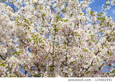 Wild mountain cherry Wild mountain cherry 124802991