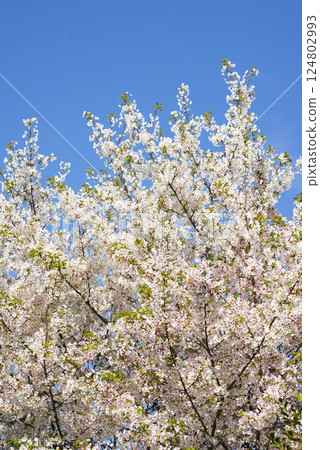 Wild mountain cherry Wild mountain cherry 124802993