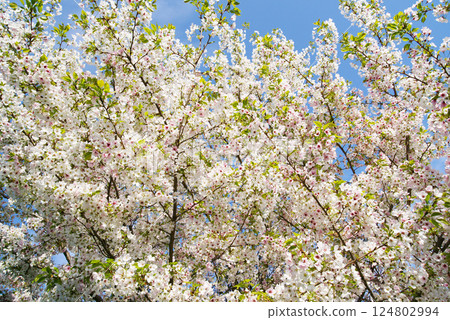 Wild mountain cherry Wild mountain cherry 124802994