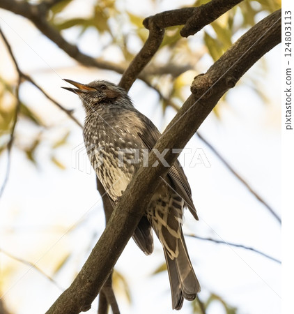 Brown-eared bulbulous on branches Brown-eared bulbulous on branches 124803113