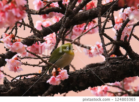 Whitetail sucking honey of Kawazu cherry blossoms in full bloom Whitetail sucking honey of Kawazu cherry blossoms in full bloom 124803365