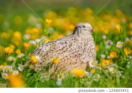 Common quail bird, domestic quails on grass, concept of ecological farm products Common quail bird, domestic quails on grass, concept of ecological farm products 124803431