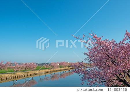 晴空下的笠松河津櫻花路的倒影 124803456