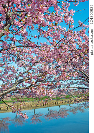 Reflection of Kawazu Sakura Road in Matsusaka City under clear skies 124803925