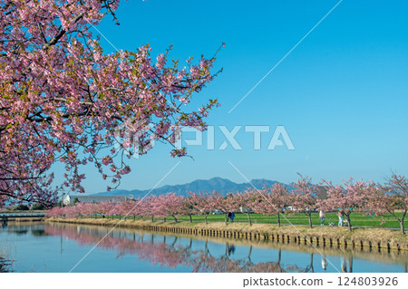Reflection of Kawazu Sakura Road in Matsusaka City under clear skies 124803926