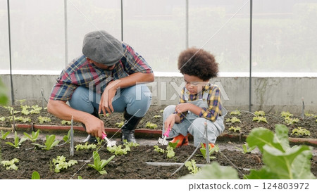 Father and son gardening together planting strawberry plants in the garden, Man and child boy gardening in vegetable in the backyard, family and single mom relax outdoor activities 124803972