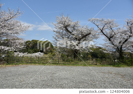 Cherry blossoms falling near Shiroyama Park 124804006