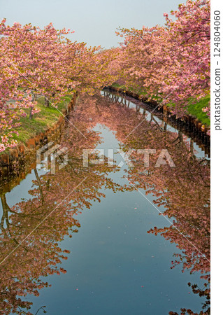 晴空下的松阪市河津櫻花路的倒影 124804060