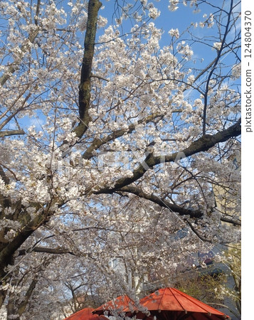 櫻花環繞的紅傘 124804370