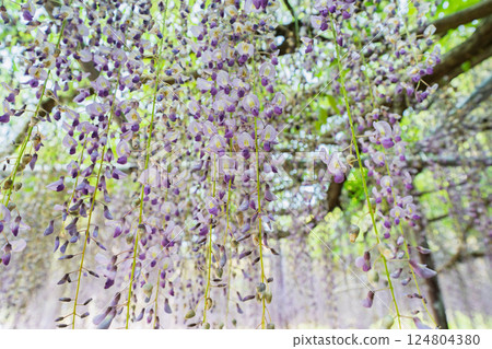A beautiful nine-foot wisteria photographed at Byakugoji Temple in Ichijimacho, Tanba City, Hyogo Prefecture A beautiful nine-foot wisteria photographed at Byakugoji Temple in Ichijimacho, Tanba City, Hyogo Prefecture 124804380
