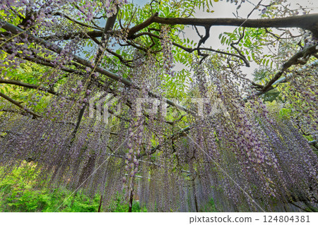A beautiful nine-foot wisteria photographed at Byakugoji Temple in Ichijimacho, Tanba City, Hyogo Prefecture A beautiful nine-foot wisteria photographed at Byakugoji Temple in Ichijimacho, Tanba City, Hyogo Prefecture 124804381