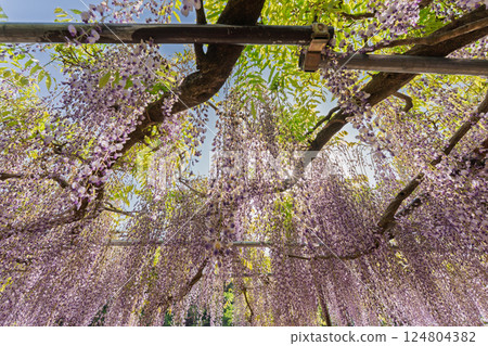 A beautiful nine-foot wisteria photographed at Byakugoji Temple in Ichijimacho, Tanba City, Hyogo Prefecture A beautiful nine-foot wisteria photographed at Byakugoji Temple in Ichijimacho, Tanba City, Hyogo Prefecture 124804382