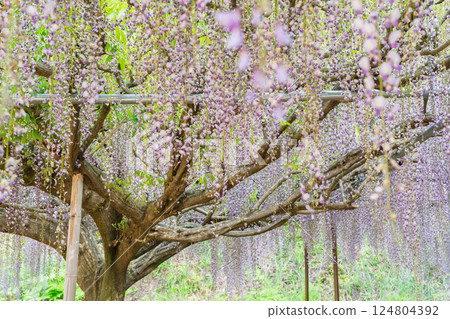 A beautiful nine-foot wisteria photographed at Byakugoji Temple in Ichijimacho, Tanba City, Hyogo Prefecture A beautiful nine-foot wisteria photographed at Byakugoji Temple in Ichijimacho, Tanba City, Hyogo Prefecture 124804392