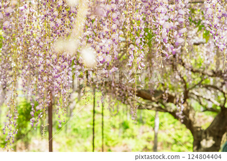 A beautiful nine-foot wisteria photographed at Byakugoji Temple in Ichijimacho, Tanba City, Hyogo Prefecture A beautiful nine-foot wisteria photographed at Byakugoji Temple in Ichijimacho, Tanba City, Hyogo Prefecture 124804404