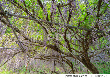 A beautiful nine-foot wisteria photographed at Byakugoji Temple in Ichijimacho, Tanba City, Hyogo Prefecture A beautiful nine-foot wisteria photographed at Byakugoji Temple in Ichijimacho, Tanba City, Hyogo Prefecture 124804425