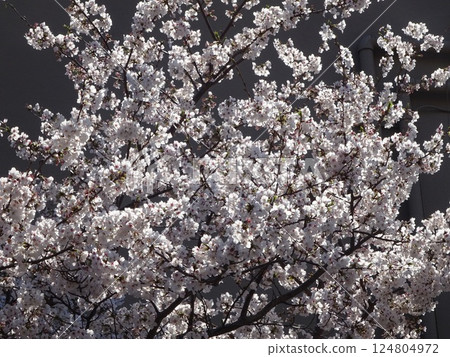 櫻花盛開 櫻花盛開 124804972