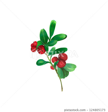 Cranberry. Branch of red wild berries with green leaves. Watercolor, marker illustration, isolated on white background. Ideal for botanical prints, stationery, food labels, holiday-themed products 124805173