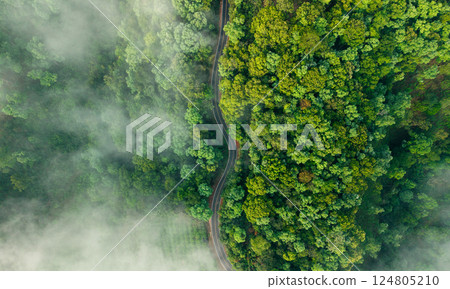 Aerial view of a road in a forest with fog 124805210