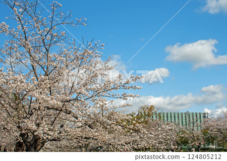 藍天白雲下的名古屋市瑞穗區山崎川沿岸櫻花盛開 藍天白雲下的名古屋市瑞穗區山崎川沿岸櫻花盛開 124805212