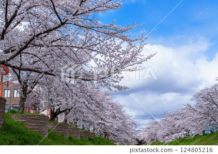 2025 年春季：奈良佐保川沿岸櫻花盛開，樹木成蔭，天空蔚藍。以城市景觀為背景，櫻花盛開。 124805216