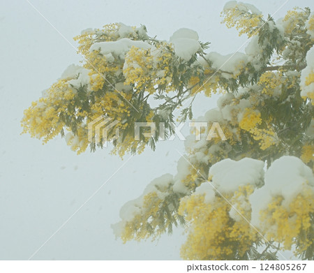 Delicate mimosa flowers on a bush covered with melting snow after a snowfall. Delicate mimosa flowers on a bush covered with melting snow after a snowfall. 124805267